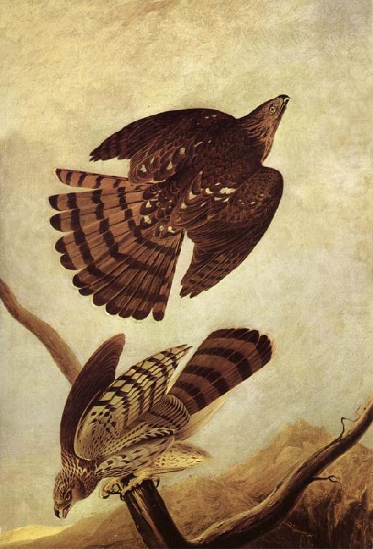 Stanley Hawk, John James Audubon